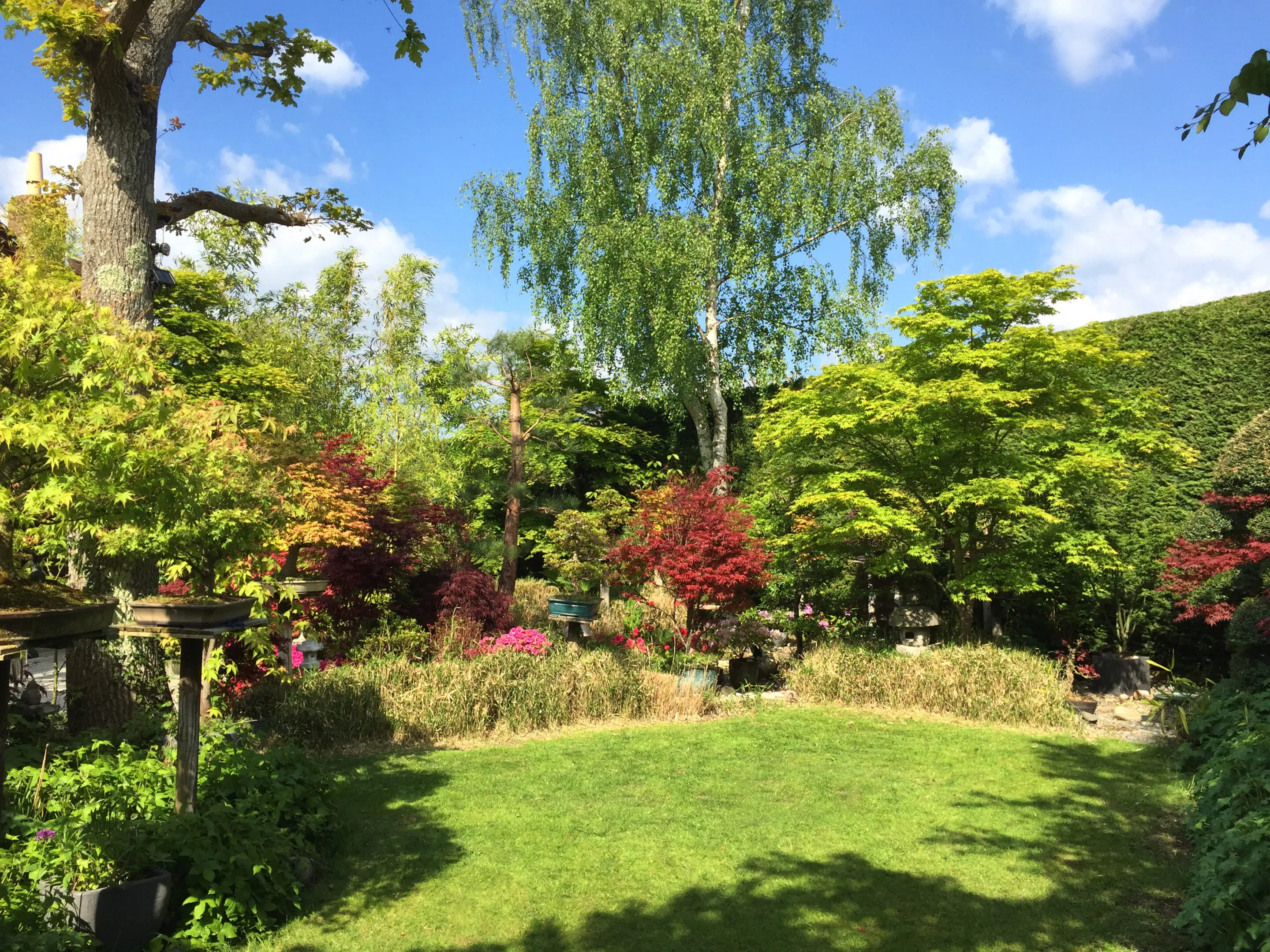 Image of lush grass garden lawn grass with full sun and shade in English oriental landscaped garden, large red Japanese maples, specimen bonsai trees, silver birch / oak trees, bamboo and azalea flowers surrounding short mown lawn just cut with lawnmower