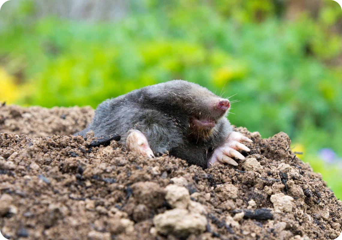 Mole peeking from soil