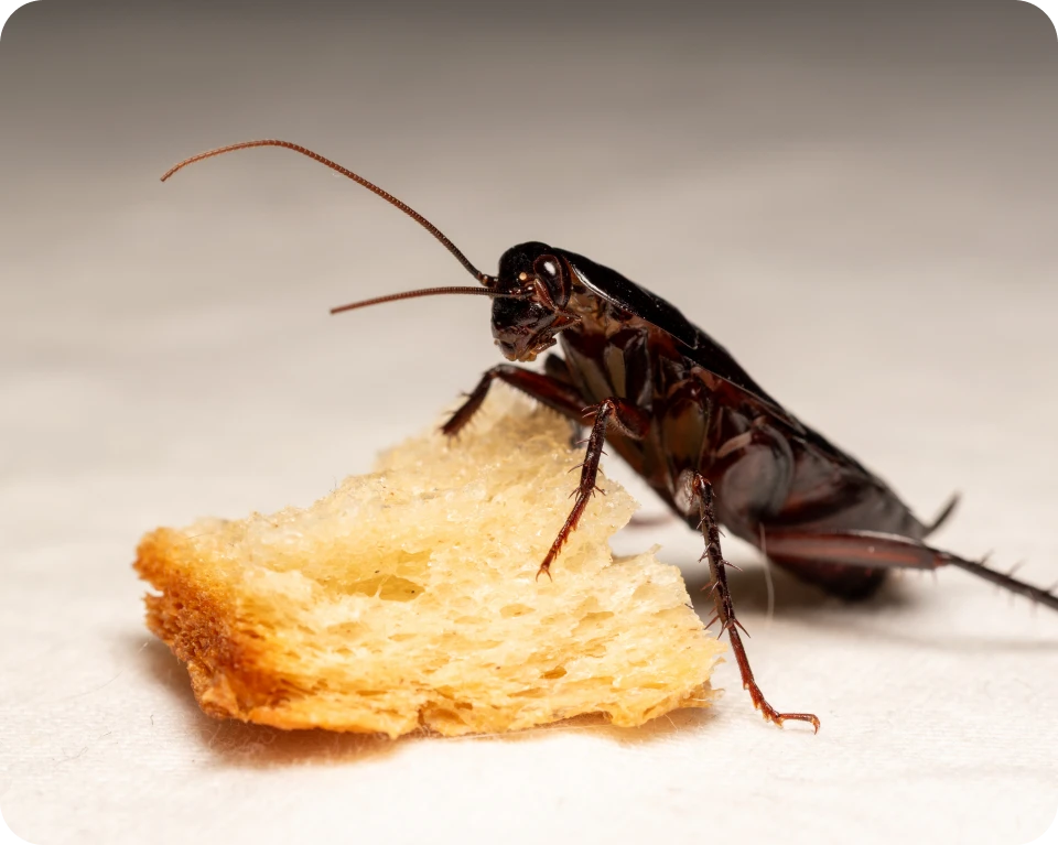 Insect nibbling on toast piece
