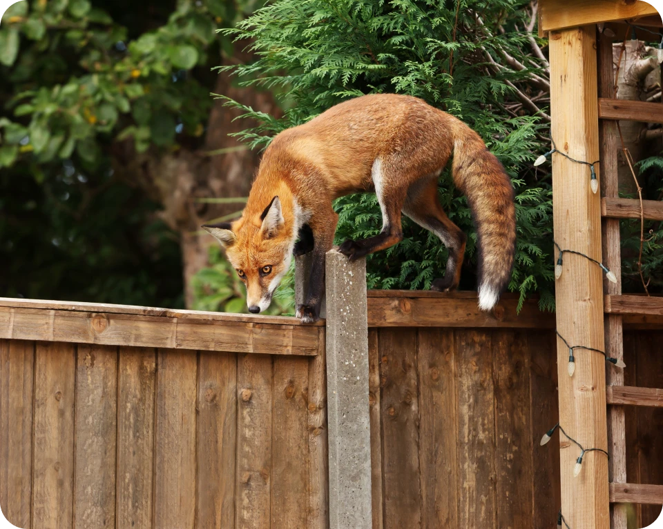 Red fox climbing garden fence