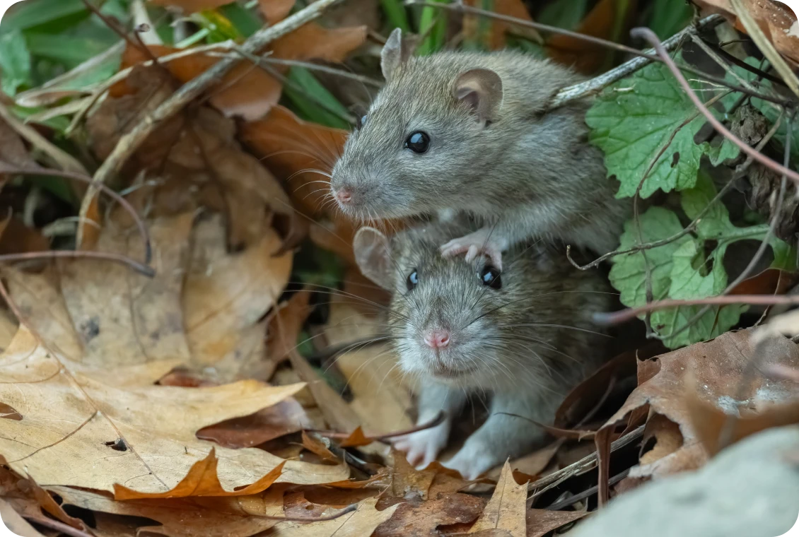 Rats playing in fallen leaves